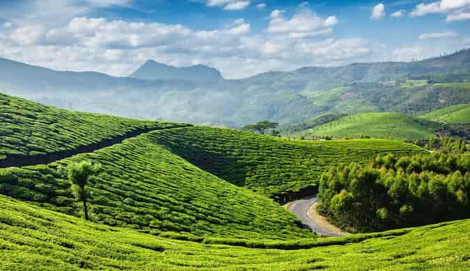 Kerala Family Tour - Munnar, Alleppey, Kochi